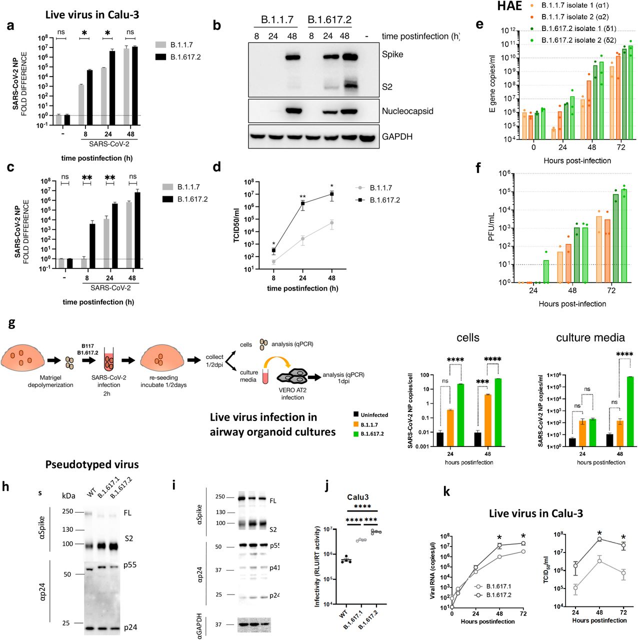 a. SARS-CoV-2 B.1.617.2 Delta Variant replication and and spike mediated entry efficiency.a-d. Live virus replication in CaLu-3 lung cells comparing B.1.1.7 with B.1.617.2. Calu-3 cells were; infected with variants at MOI 0.1. Cells and supernatants containing released virus were collected for RNA isolation, western blot and TCID50 at 8, 24 and 48h postinfection. a. viral loads were measured by qPCR in cell lysates. b. viral protein levels were detected in cell lysates. c-d Live virus produced from infected Calu3 cells was collected and used to infect permissive Vero Ace2/TMPRSS2 cells to measure c. viral loads in Vero cells or d. to measure TCID50/ml. e-f. Virus replication kinetics in human airway epithelial (HAE) system with air liquid interface ALI, using two B.1.617.2 isolates and two B.1.1.7 isolates. g. Live virus replication in airway epithelial organoid cultures. Airway epithelial organoids were infected with SARS-CoV-2 variants B.1.1.7 and B.1.617.2 at MOI 1. Cells were lysed 24 and 48h post-infection and total RNA isolated. qPCR was used to determine copies of nucleoprotein gene in organoid cells and infectivity of cell free virus measured by infection of Vero AT2 cells. Data represent are representative of two independent experiments, h and i. western blots of pseudotyped virus (PV) virions (h) and cell lysates (i) of 293T producer cells following transfection with plasmids expressing lentiviral vectors and SARS-CoV-2 S B.1.617.1 and Delta variant B.1.617.2 versus WT (Wuhan-1 with D614G), probed with antibodies for HIV-1 p24 and SARS-Cov-2 S2. j. Single round infectivity on Calu-3 by spike B.1.617.2 and B.1.617.1 versus WT D614G parental plasmid PV produced in 293T cells. Data are representative of three independent experiments. k. Growth kinetics of B.1.617.1 and B.1.617.2 variants. Viral isolates of B.1.617.1 and B.1.617.2 [200 50% tissue culture infectious dose (TCID50)] were inoculated into Calu-3 cells and the copy number of viral RNA in the culture supernatant was quantified by real-time RT-PCR over time. TCID50 of released virus in supernatant was also measured over time. Assays were performed in quadruplicate. *, P<0.05 by Mann-Whitney U test.. ns, non-significant; * p<0.05; ** p < 0.01. ***p<0.001, ****p<0.0001 (-) uninfected cells. Data are representative of two independent experiments