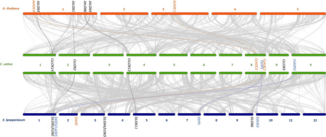Oxylipin biosynthetic gene collinearity between A. thaliana, C. sativa, and S. lycopersicum.The grey lines represent collinear genetic blocks between the genomes of A. thaliana and C. sativa and between C. sativa and S. lycospersicum. Bars represent chromosomes and the black, blue, and orange lines represent the collinear pairs of LOX, CYP74, and AOC gene families, respectively.