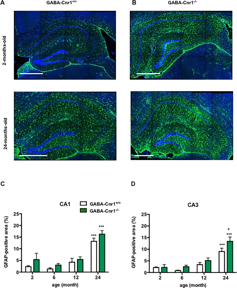 Representative photomicrographs of GFAP-immunostaining in the hippocampus of (A) GABA-Cnr1+/+ 2- months-old (upper panel) and 24-months-old (lower panel) and (B) GABA-Cnr1−/− 2- months-old (upper panel) and 24-months-old (lower panel) mice. Scale bars represent 500 μm. Density of the GFAP-immunopositive areas within hippocampal (C) CA1 and (D) CA3 regions in 2-, 6-, 12- and 24-months-old GABA-Cnr1+/+ and GABA-Cnr1-/- littermates. *** p < 0.001 significantly different compared to 2-months-old mice from the same genotype. + p < 0.05 significantly different compared to GABA-Cnr1+/+ mice from the same age group. n = 5–6 per age group and genotype Columns represent mean values, error bars standard error of means (SEM).