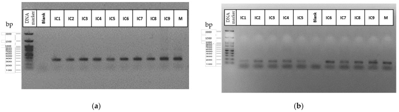 SSR amplification pattern obtained for the mother plant (M) and the in vitro cultured plants (I1–I9) for the SSR primers B01-CANN1 (a) and ANUCS 304 (b). The DNA marker is a 100 bp DNA ladder (100 bp–3000 bp) (FastGene 100 bp DNA Marker, Nippon Genetics Europe GmbH, Düren, Germany).