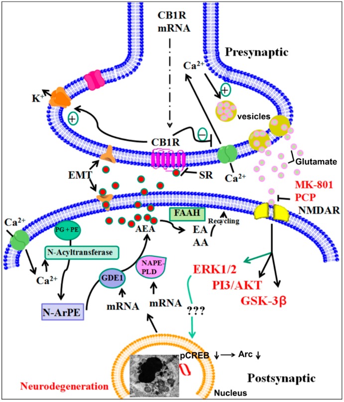 A proposed model suggesting that AEA/CB1R/ERK1/2/pCREB/Arc signaling regulates ethanol-induced neurodegeneration, resulting in neurobehavioral deficits in adult mice. P7 ethanol-enhances AEA levels (postsynaptic neuron) through transcriptional activation of NAPE-PLD and GDE1 enzymes. AEA acting through CB1Rs (AEA tone) (presynaptic neuron) may result in decreased glutamate release, which causes N -Methyl-d-aspartate (NMDA) receptor hypofunction, ERK1/2 and cAMP response element-binding protein (CREB) hypophosphorylation deficits in Arc expression and leads to neonatal neurodegeneration (condensed chromatin balls, electron microscopic image). Previous studies have shown that CB1R activation inhibits NMDA receptor function in several experimental models [283,284] and ethanol was shown to inhibit glutamatergic neurotransmission via CB1 receptor activation [285]. These events during postnatal development may disrupt the refinement of neuronal circuits [112,123] and lead to long-lasting deficits in synaptic plasticity and memory in adult animals. The inhibition of CB1Rs (AEA tone) prevents pERK1/2, CREB hypophosphorylation, deficits in Arc expression and neonatal neurodegeneration (Tau and caspase-3 cleavage), which results in normal neurobehavioral function in adult mice. Genetic ablation of the CB1R does not affect NMDA receptor antagonist-induced apoptosis, but does provide protection against ethanol-induced neonatal neurodegeneration, synaptic and memory deficits in adult mice. Thus, the putative AEA/CB1R/pERK1/2/pCREB/Arc signaling mechanism may have a potential regulatory role in neuronal function in the developing brain and may be a valuable therapeutic target for FASD.