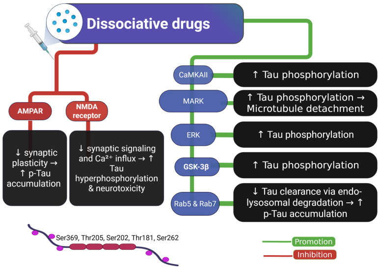 Dissociative drugs and their effects on Tau phosphorylation and neurotoxicity pathways. This figure illustrates the mechanisms through which dissociative drugs modulate Tau pathology. Inhibitory effects on AMPAR and NMDA receptors lead to decreased synaptic plasticity and calcium influx, promoting Tau hyperphosphorylation and neurotoxicity. Simultaneously, activation of downstream kinases such as CaMKII, MARK, ERK, and GSK-3β promotes Tau phosphorylation, while impaired Rab5/Rab7-mediated endo-lysosomal degradation contributes to p-Tau accumulation. Green arrows indicate promotion, and red lines indicate inhibition of the indicated process. Abbreviations and symbols: AMPAR: α-amino-3-hydroxy-5-methyl-4-isoxazolepropionic acid receptor; NMDA: N-methyl-D-aspartate receptor; CaMKII: calcium/calmodulin-dependent protein kinase II; MARK: microtubule affinity-regulating kinase; ERK: extracellular signal-regulated kinase; GSK-3β: glycogen synthase kinase-3 beta; Rab5/Rab7: Ras-related proteins involved in endosomal trafficking; p-Tau: phosphorylated Tau; Ca2+: calcium ion; ↑: increase; ↓: decrease; →: leads to. Figure created with BioRender.com.