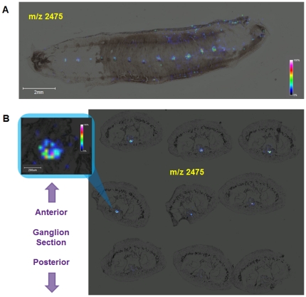 Expression of the ion at m/z 2475 in both embryonic and regenerating adult CNS segmental ganglia. A. Distribution of the m/z 2475 ion in a 12-day old leech embryo determined by MALDI-MSI of a dorsally-opened, whole mounted specimen. The ion is found at the highest abundance in the segmental ganglia of the ventral nerve cord. Head on the left, tail on the right, dorsal midline on the upper and lower margins of the dissected embryo. B. Distribution of the m/z 2475 ion in sections of the regenerating adult ganglion analyzed in Figure 1. The insert shows a magnified image of the data for section 4, with the abundance of the ion color coded according to the color bar at right. The peak corresponding to this ion is absent in a control adult (Figure S1), indicating a strong up-regulation of expression following injury.