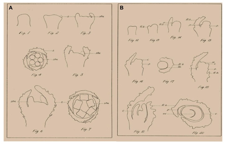 Examples of morphological analysis of Cannabis flowers by Camera Lucida, adapted from Reed (1914). (A) Morphogenesis of staminate flower. (B) Morphogenesis of pistillate flower. s., sepal; stm., stamen; fl. b., floral bract; p., perianth; c., carpel; flr., flower; ov., ovule.