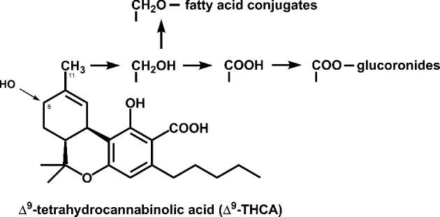 THCA metabolization products in humans. The C11 position is the major attacked site, but C8 position can be also hydroxylated (Grotenhermen 2003).