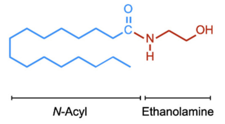 Chemical structure of PEA. For the N-acyl side chain, the nomenclature is (16:0) given that there are sixteen carbon atoms and no double bonds between the carbon atoms. The corresponding numbers for OEA and AEA are (18:1) and (20:4), respectively.