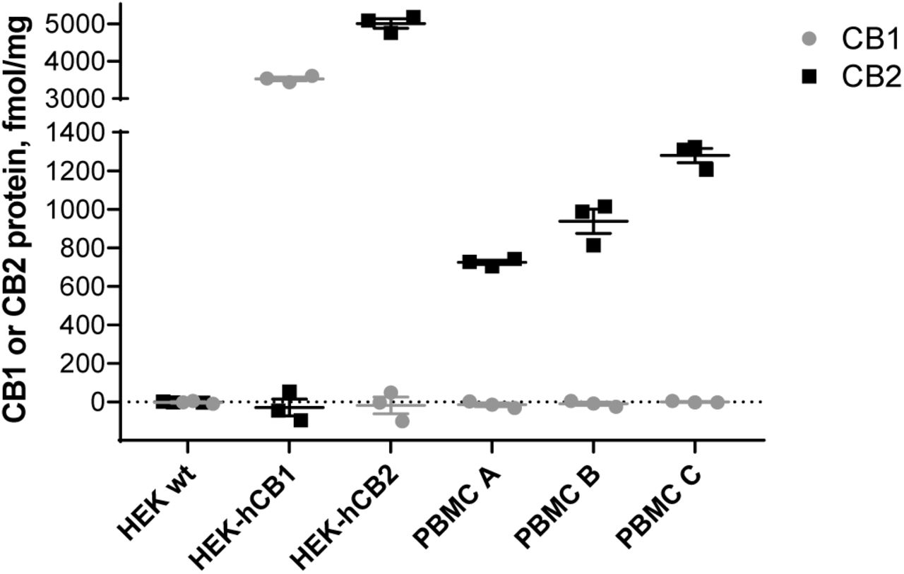 CB1 and CB2 protein quantification by whole cell radioligand binding.Cells were incubated with [3H]-CP55940 (5nM) in the presence and absence of a CB1-selective displacer ACEA (1µM), or a CB2-selective displacer HU308 (1µM). Total binding sites (Bmax) were calculated (see methods) and converted to fmol/mg of total protein. HEK wt is a negative control (not expressing CB1 or CB2), HEK-hCB1 is a positive control for CB1, HEK-hCB2 is a positive control for CB2. PBMC A, B, and C are from subjects A, B, and C, respectively. The graph shows independent experiment means (from technical triplicate) as well as overall mean ± SEM of these three independent experiments each performed with cells from a separate subject (three subjects in total).