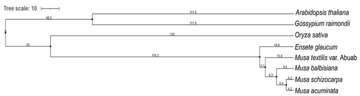 Phylogenetic tree of Musa textilis var. Abuab, four other Musa spp., Oryza sativa, and two outgroup species, Arabidopsis thaliana and Gossypium raimondii using OrthoFinder 2.5.2 Multiple Sequence Alignment, set to use MAFFT 7.475 and RAxML.