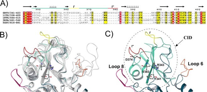 Structure-based sequence alignment of ChiA74 with other chitinases. The image shows the structure-based sequence alignment of the catalytic cleft of ChiA74 and others CID containing chitinases. Similar and conserved residues are indicated in yellow and red, respectively, according with ENDScript server35. UCSF Chimera34 for structures superimposing. (A) Structure-based sequence alignment, only the region of the CID is shown. Main difference with other CIDs is the CID-loop 1 long. Regions l′ and 1″ are indicated in yellow and red, respectively. The PDB ID are the following: 6BT9 (chitinase ChiA74 from B. thuringiensis); 1ITX (catalytic domain of chitinase A1 from B. circulans WL-12); 1FFR (chitinase of mutant Y390F complexed with hexa-N-acetylchitohexaose from S. marcescens); 3B9A (V. harveyi chitinase A complexed with hexasaccharide) and 5GZT (chitinase ChiW from Paenibacillus sp. str. FPU-7). (B) Structural superimposition of ChiA74 with other chitinases where the differences between structures are shown with color. PDB codes of the superimposed structures are the same used in A. (C) CID in ChiA74 (dashed line) protrudes from Loops 6 and 8 of the TIM-barrel. Residues that would be interacting with substrate are indicated. Region 1′ of the CID-loop1 closes the substrate binding groove ″ of the active cleft (yellow).