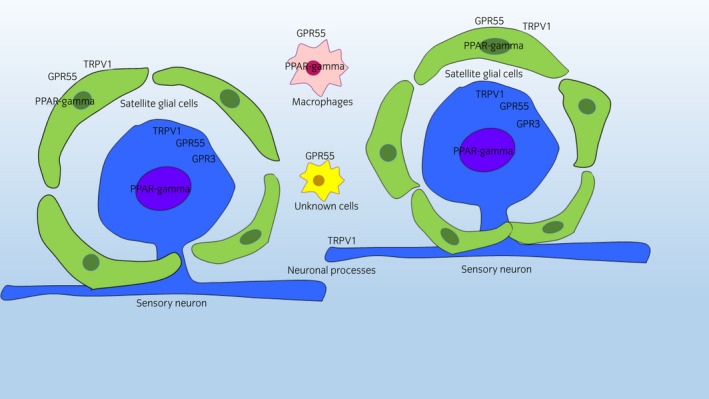 Graphical representation of the distribution of the following cannabinoid‐related receptors in the different cellular elements of the equine cervical dorsal root ganglia: Transient receptor potential vanilloid 1 (TRPV1), nuclear peroxisome proliferator‐activated receptor gamma (PPARγ), G protein‐coupled receptor 55 (GPR55), and G protein‐coupled receptor 3 (GPR3). Sensory neurons expressed TRPV1, PPARγ, GPR55, and GPR3 immunoreactivity. Satellite glial cells (SGCs) expressed TRPV1, PPARγ and GPR55 immunoreactivity. The IBA1 immunoreactive macrophages expressed GPR55 immunoreactivity. Other interneuronal GPR55 immunoreactive cells were not identified. The IBA1 immunoreactive cells, likely microglia cells, surrounded the neuronal–SGC complex