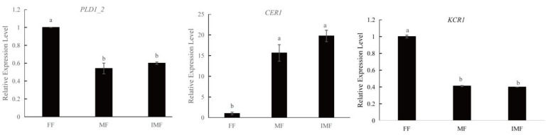 The gene expression level of three genes (PLD1_2, CER1, KCR1) of lipid metabolism pathway by qRT-PCR. Different letters indicate significant differences among three tissues according to one-way ANOVA test (p < 0.05). FF: female flower; MF: male flower; IMF: induced-male flower.
