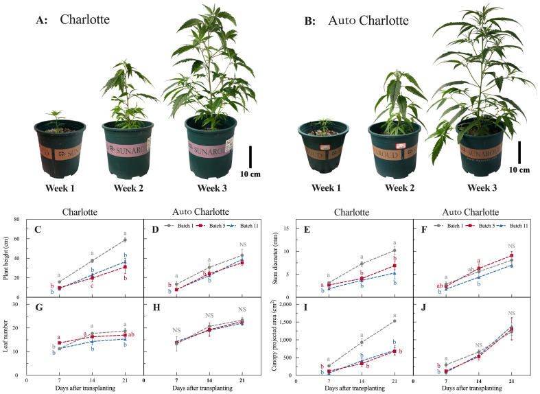 Two sets of plant growth photos labeled ‘Charlotte’ and ‘Auto Charlotte’ show three stages at weeks one, two, and three, with a visible increase in plant size. Below, four pairs of line graphs display plant height, stem diameter, leaf number, and canopy projected area over 21 days after transplanting for different batches, comparing ‘Charlotte’ and ‘Auto Charlotte’ cultivars. Each data set is accompanied by statistical notations and error bars.