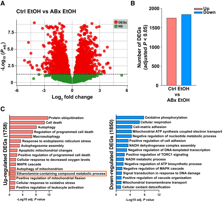 Alcohol binge-induced changes in the cardiac gene expression landscape in control (ctrl) mice compared with the antibiotic (ABx)–pretreated group. A: Volcano plots of the cardiac transcriptome comparing the control alcohol [ctrl ethanol (EtOH)] group with the antibiotic-pretreated alcohol (ABx ethanol) group. The red color indicates differentially expressed genes (DEGs) in the myocardium (adjusted P < 0.05), and the green color shows nonsignificant changes. Horizontal dashed line represents the threshold for statistical significance (log10adjusted P). B: The number of myocardial DEGs (adjusted P < 0.05) showing transcriptional differences between alcohol (ethanol) gavaged mice, with or without antibiotic pretreatment (ABx or ctrl, respectively). C: Significant Gene Ontology biological process pathways (adjusted P < 0.05) associated with the up-regulated and down-regulated DEGs in the ctrl-pretreated alcohol (ethanol)–gavaged group compared with the antibiotic (ABx)–pretreated alcohol (ethanol)–gavaged group. MAPK, mitogen-activated protein kinase; TORC1, target of rapamycin complex 1.