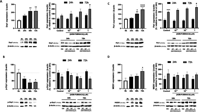 Evaluation of mitochondrial fission markers levels following exposure to ADB-FUBINACA. Quantification of (A) Drp1 (80 kDa), (B) p-Drp1 (74 kDa), (C) Fis1 (17 kDa) and (D) MiD51 (51 kDa) was performed by Western blot over a 72-h period to evaluate their expression profiles during NG108-15 cells differentiation and the effects of ADB-FUBINACA evaluated following 24 and 72 h of exposure. The density of bands was normalized by the amount of β-actin per lane. Each bar represents the mean ± SEM, for at least five independent experiments. aap < 0.01, aaaap < 0.0001 compared to vehicle-control at 0 h. bp < 0.05, bbbbp < 0.0001 compared to vehicle-control at 24 h, using one-way ANOVA followed by Tukey’s post-hoc test. ****p < 0.0001, compared to vehicle-control at 24 h. #p < 0.05 compared to vehicle-control at 72 h, using two-way ANOVA followed by Dunnett’s post-hoc test