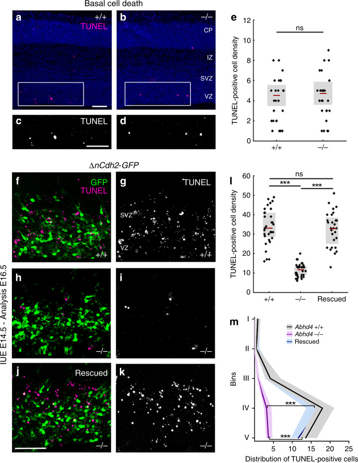 ABHD4 mediates apoptosis induced by adherens junction disruption.a–d Basal level of cell death is similar in coronal sections of the embryonic neocortex of wild-type (+/+) and Abhd4-knockout (-/-) mice at E16.5. CP, cortical plate; IZ, intermediate zone; SVZ, subventricular zone; VZ, ventricular zone. e Quantification of TUNEL-positive cell density in the VZ/SVZ (two-sided Student’s unpaired t test, P = 0.6964; n = 30 sample from n = 5 animals from both genotypes). f, g, i, j, ΔnCdh2-GFP in utero electroporation (IUE) triggers cell death in wild-type (f, i), but not in Abhd4-knockout mice (g–j) in the subventricular (SVZ) and ventricular (VZ) zones. h, k Re-expression of Abhd4-GFP in Abhd4-knockout mice is sufficient to rescue impaired ΔnCdh2-GFP-induced cell death. l Quantification of TUNEL-positive cell density (Kruskal–Wallis test with post hoc Dunn’s test, ***P < 0.0001; ns = not significant, P ≈ 1; n = 32–32 sections from n = 4–4 animals per genotypes, n = 28 sections from n = 4 animals per Abhd4-re-expression treatment). Graphs show box-and-whisker plots (including minima, maxima, and mean values with 2 × standard error, except l where median and lower, upper quartiles are presented) with single values. m Distribution of TUNEL-positive cells in five equal bins (Kruskal–Wallis test with post hoc Dunn’s test, 4th, 5th bins: ***P < 0.0001; Abhd+/+ vs. Rescued P = 1). Data are shown as median (line) and interquartile range (transparent band in the same color). Scale bars: a–d: 100 μm, f–k: 50 μm. Source data are provided as a Source Data file.