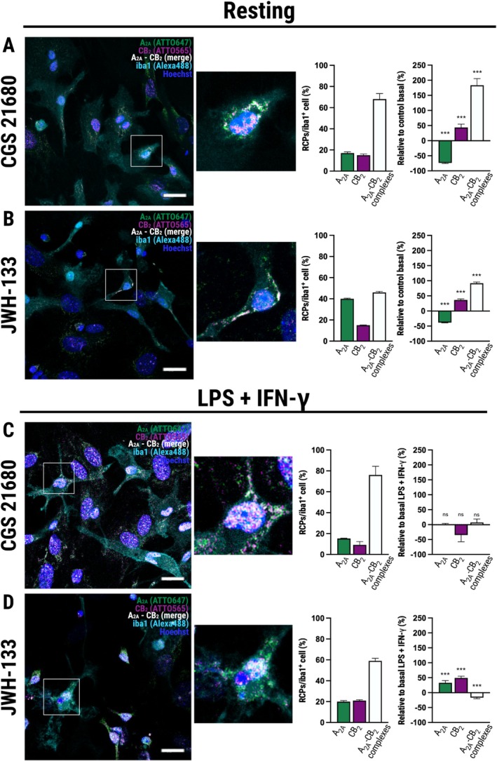 Effect of selective agonists on receptor‐associated signal partitioning in resting and activated microglia. MolBoolean assays were performed on resting (Control, A, B) and activated microglia (C, D) treated for 1 h with 100 nM CGS 21680 (A, C) or 100 nM JWH‐133 (B, D). Representative confocal microscopy images and corresponding quantifications of RCP distribution (%) in resting microglia treated with CGS 21680 (A) or JWH‐133 (B). Graphs on the right show the relative change (%) of each RCP population compared to untreated resting cells (data shown in Figure 4). Insets show zoomed cells. Scale bar = 20 μm. Representative confocal microscopy images and corresponding quantifications of RCP distribution (%) in LPS + IFN‐γ activated microglia treated with CGS 21680 (C) or JWH‐133 (D). Graphs on the right show the relative change (%) of each RCP population compared to untreated activated cells (data shown in Figure 4). Bars represent mean ± SEM from multiple cell images across n = 3 independent experiments. Statistical significance of the relative changes (%) versus untreated baseline (0) was determined by a one‐sample t‐test. For resting microglia treated with either agonist (A, B) and activated microglia treated with JWH‐133 (D), receptor redistributions were highly significant (***p < 0.001 vs. baseline). In contrast, in activated microglia, CGS 21680 failed to induce significant repartitioning (ns: Non‐significant, p > 0.05 vs. basal).