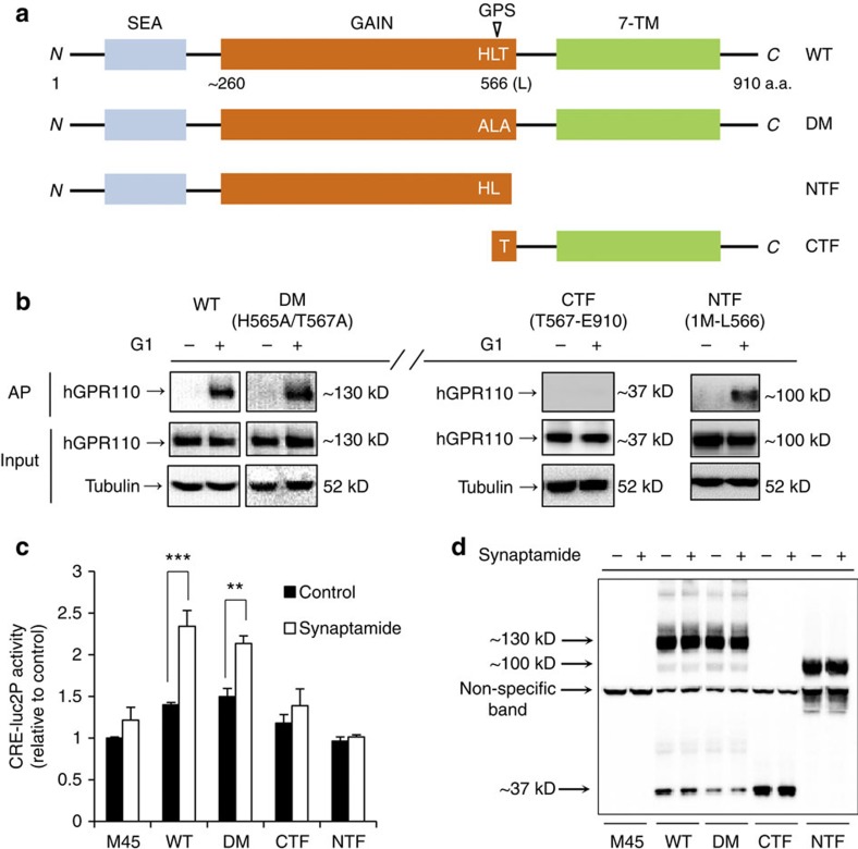 Significance of GPR110 N-terminus in ligand binding and synaptamide-induced cAMP production.Human GPR110 sequence map shows wild type full size hGPR110 (1–910, WT), GPS cleavage sequence (HL̂T) double mutant (H565A/T567A, DM), N-terminal fragment (1–566, NTF) and C-terminal fragment (567–910, CTF) (a). When the N-terminus was truncated (CTF), neither binding of synaptamide analogues G1 to hGPR110 (b) nor synaptamide-induced cAMP production (c) was observed, while the C-terminal truncated form, NTF, showed G1 binding. Double mutation at GPS (DM) to prevent the autocleavage did not alter the ligand binding ability or synaptamide-induced cAMP production. The treatment with 10 nM synaptamide did not affect hGPR110 autocleavage (d). To evaluate cAMP production, various mutant forms of hGPR110 were transiently overexpressed in HEK293 cells permanently expressing CRE-luc2P as a cAMP sensor and treated with 10 nM synaptamide for 16 h. M45: empty vector expressing cells. Data represent three independent experiments (b–d). Values in c are means±s.e.m. of biological triplicates (n=3). ***P<0.001 versus the non-synaptamide treated control by unpaired Student t-test.