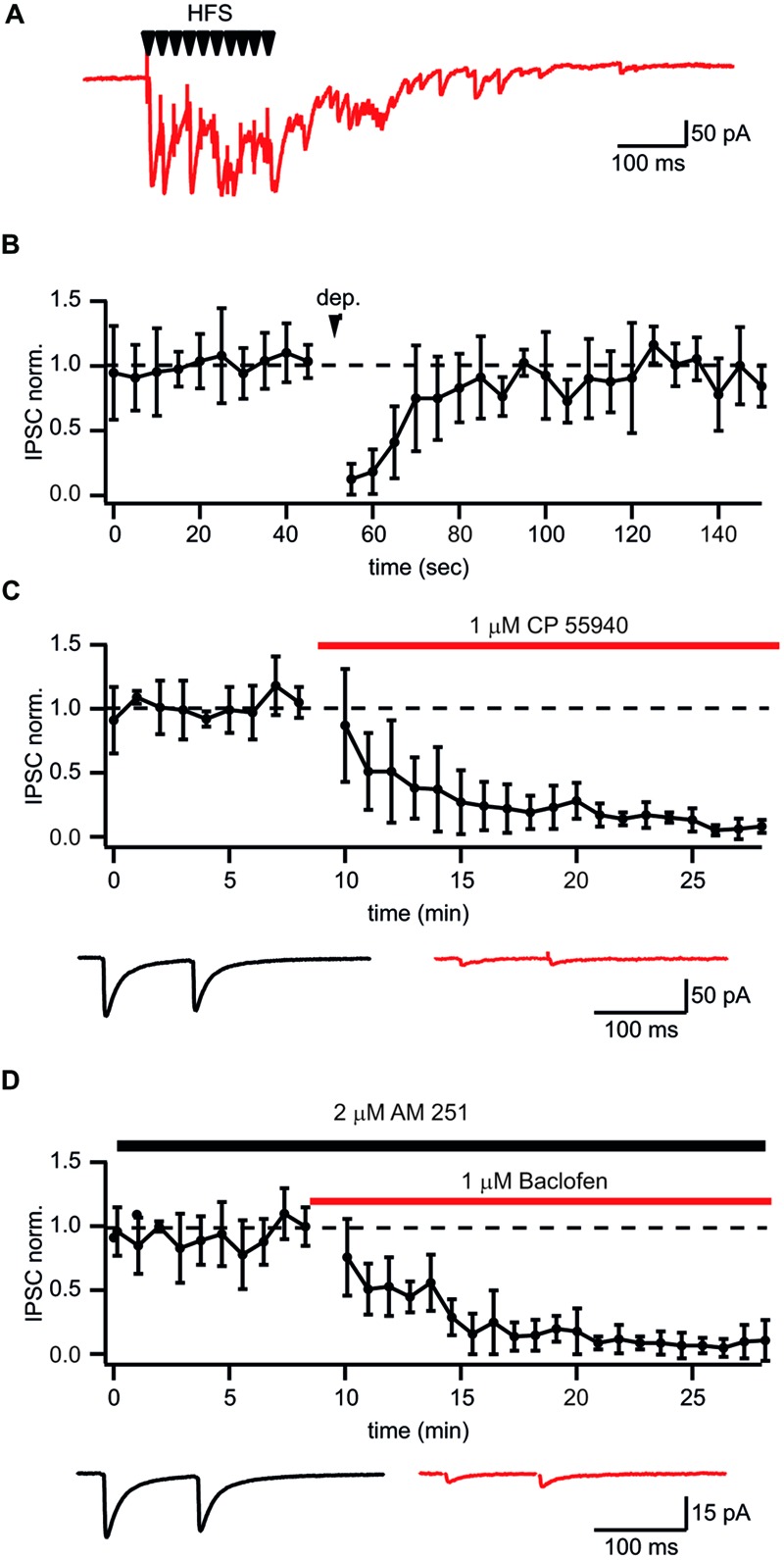 Identification of putative CB1+ interneuron to CA1 pyramidal cell connections. (A) Typical postsynaptic response from CB1+ interneurons to-pyramidal cell synapses evoked by high frequency (10 stimuli, 50 Hz) extracellular stimulation. Note long lasting asynchronous release following the stimulation train. (B) Depolarization induced suppression of inhibition (DSI) in synapses selected by the presence of asynchronous release. DSI was induced by 5 s depolarization to 0 mV. The scatter plot shows pooled normalized data from five cells. (C,D) Effects of the CB1R agonist CP55940 (C) and GABABR agonist baclofen (D) applications on synaptic transmission at synapses with profound asynchronous release. Scatter plots show pooled data from five cells for CP55940 and from six neurons for baclofen. Traces underneath are averaged IPSCs before and after drug application.