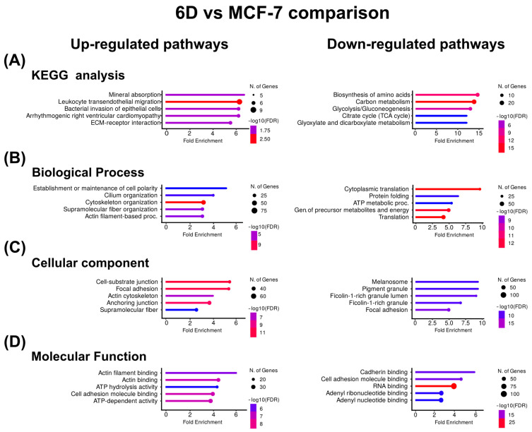 KEGG and Gene Ontology analyses of the proteins with co-expressed patterns identified in the 6D vs. MCF-7 comparison. (A) KEGG pathways identified in the up-regulated and down-regulated proteins. (B) Pathways associated with biological processes. (C) Pathways associated with cellular component. (D) Pathways associated with molecular function. In each case, only the five pathways with the highest enrichment are shown.