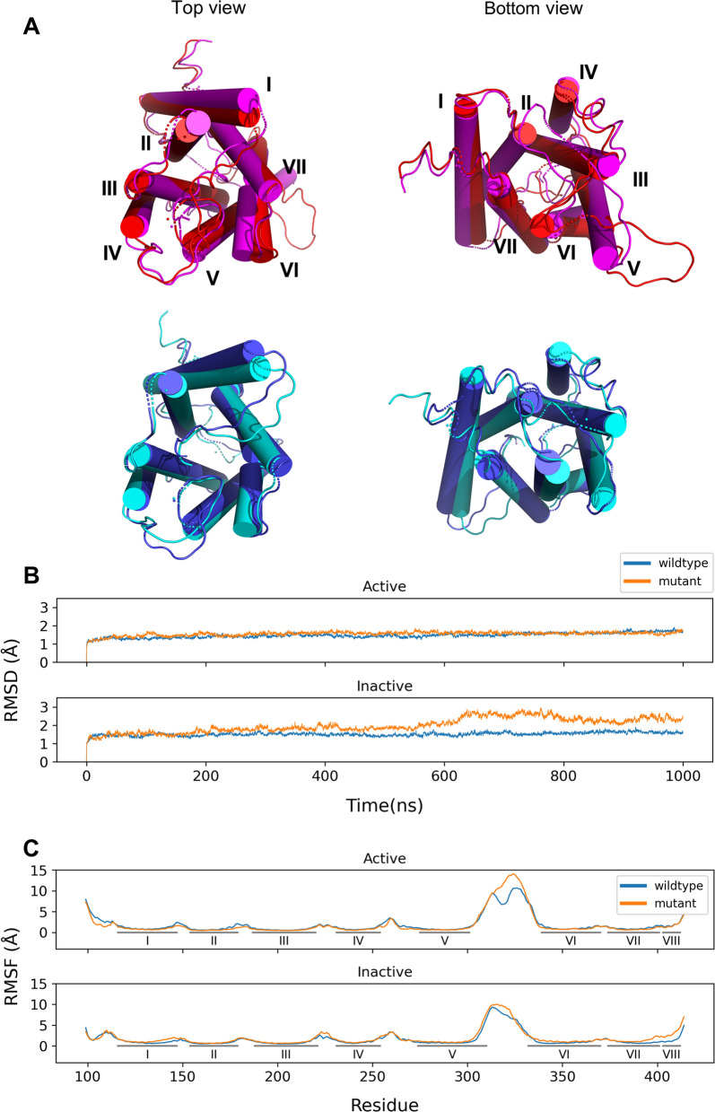 Structural and dynamical differences between wildtype and mutant CB1 for each activation state. (A) The comparisons of averaged structure between wildtype and mutation for each activation state in CB1. Colored as active wildtype (red)/mutant (magenta) and inactive wildtype (blue)/mutant (cyan). (B) The average of RMSD and (C) RMSF for three MD trajectories between wildtype (blue) and mutant (orange) CB1 for each activation state are presented. The RMSD is calculated without loop regions.