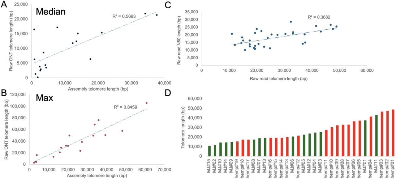 Estimating telomere length directly from raw long reads.A) Median telomere length estimated in both raw Oxford Nanopore Technologies (ONT) reads or an assembly based on the same reads. B) Maximum telomere length estimated in both raw ONT reads or an assembly based on the same reads. C) Raw read telomere length by raw read N50 length across a population of Cannabis sativa hemp or marijuana (MJ). D) Maximum telomere length across hemp (red) and MJ (green) lines (Supplemental Table S3).