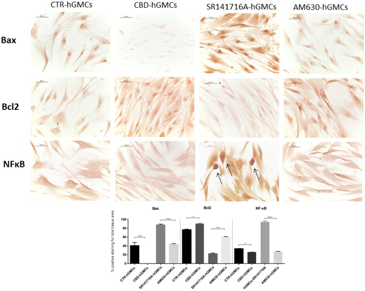 Immunocytochemical staining for Bax, Bcl2 and NFκB. CBD-hGMSCs showed a negative staining for Bax, a reduced expression for NF-KB and a positive staining for Bcl2, compared to CTR-hGMSCs. hGMSCs-SR141716A showed a marked positive cytoplasmatic/nuclear staining for NF-kB, as indicated by the arrows. Moreover, hGMSCs-SR141716A showed an increased nuclear expression for Bax and reduced expression for Bcl2 at both cytoplasmatic and nuclear compartment, compared to CBD-hGMSCs. Instead, hGMSCs-AM630 showed a reduced expression for Bax and Bcl2 compared to CBD-hGMSCs. Whereas, no differences statistically differences were found for the NF-kB expression between CBD-hGMSCs and hGMSCs-AM630. The graph represented the densytometric quantitative analysis. For Bax CTR-hGMSCs vs. CBD-hGMSCs ***p < 0.001; SR141716A-hGMSCs vs. AM630-hGMSCs ****p < 0.0001. For Bcl2 CTR-hGMSCs vs. CBD-hGMSCs *p < 0.05; SR141716A-hGMSCs vs. AM630-hGMSCs ***p < 0.001. For NF-kB CTR-hGMSCs vs. CBD-hGMSCs *p < 0.05; SR141716A-hGMSCs vs. AM630-hGMSCs ****p < 0.0001.