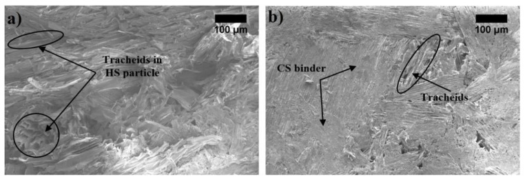 Microstructure of BcB (magnification ×100): (a) without CS binder; (b) with CS binder.