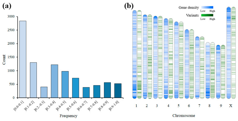 Heterozygous frequencies and chromosomes with gene densities and variants. (a) A bar graph showing the frequency of the heterozygous alternative alleles. (b) The distribution of gene densities (blue) and variants (green) throughout the cannabis chromosomes.