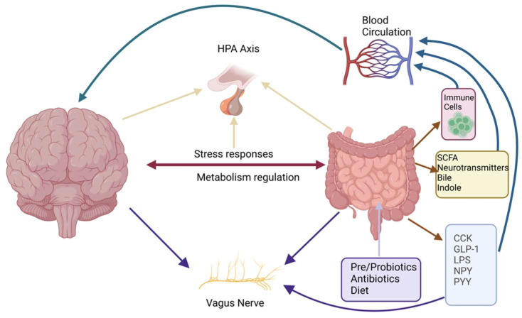 Representation of the microbiota–gut–brain axis; schematic illustration of bidirectional communication between the microbiota, brain, and gut and their role in regulating metabolic homeostasis and stress response in the context of ECS signaling. It illustrates how interactions between neural (vagal nerve), immune, and endocrine systems are connected with ECS components—cannabinoid receptors (CB1, CB2) found in the enteric nervous system, immune cells, and central stress circuitry—to modulate neuroinflammation, gut permeability, and hypothalamic–pituitary–adrenal (HPA) axis function. Metabolites produced by the microbiota (short-chain fatty acids, SCFAs; bile acids) can also modulate the tone of the endocannabinoid system, while diet, prebiotics, postbiotics, and antibiotics have been shown to shape the reciprocal communication networks between the microbiota and endocannabinoid-system-mediated feedback loops. Cholecystokinin (CCK); glucagon-like peptide-1 (GLP-1); lipopolysaccharide (LPS); neuropeptide Y (NPY); polypeptide YY (PYY); short-chain fatty acids (SCFA).