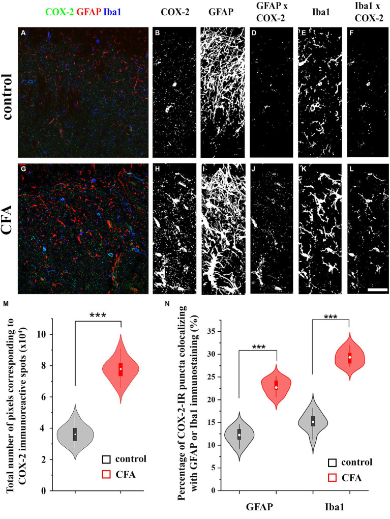 Astrocytes and microglial cells in the spinal dorsal horn increase the expression of COX-2 following a CFA treatment. Micrographs of single 1-μm-thick confocal optical sections showing the co-localization between astrocytes (GFAP-positive profiles, red) or microglial cells (Iba1-positive profiles, blue) and COX-2 immunostained spots (green) in the SDH of naive (A) and CFA-treated mice (G). Z-projection of 15 1-μm-thick confocal optical sections to show the density of COX-2 immunoreactive puncta, GFAP and Iba1-immunostained profiles in naïve (B,C,E, respectively) and CFA-treated animals (H,I,K, respectively). Note that the number of pixels corresponding to COX-2 immunostaining (M) and their co-localization with GFAP or Iba1 positive profiles are significantly increased in the SDH of CFA-treated mice (D vs. J,F vs. L,N). n = 9 spinal dorsal horns. Box plot properties: center: median; edges: 25th–75th percentiles; whiskers: extrema; outliers plotted individually. Statistical comparison: two-tailed non-parametric Mann–Whitney U test. Scale bar: 5 μm.