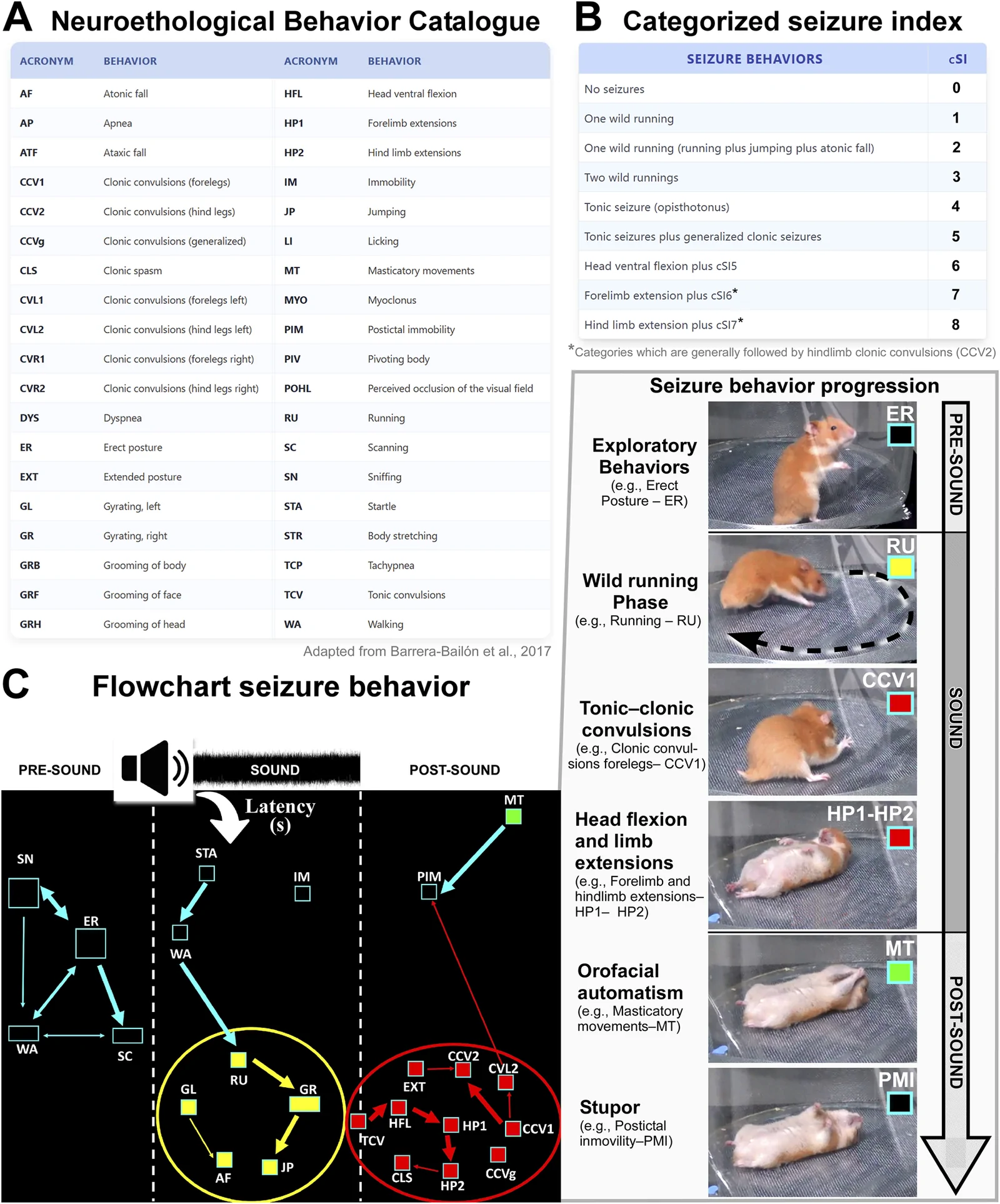 Neuroethological Behavior Catalogue table lists behavioral acronyms with descriptions, alongside a categorized seizure index that assigns scores to seizure behaviors. Right panel displays sequential images of a rodent demonstrating seizure behavior progression: erect exploratory posture, wild running, clonic convulsions, limb extensions, masticatory movements, and postictal immobility. Bottom flowchart diagram maps behavioral transitions across pre-sound, sound, and post-sound phases, with latency marked and color-coded boxes linking behaviors to respective seizure phases.