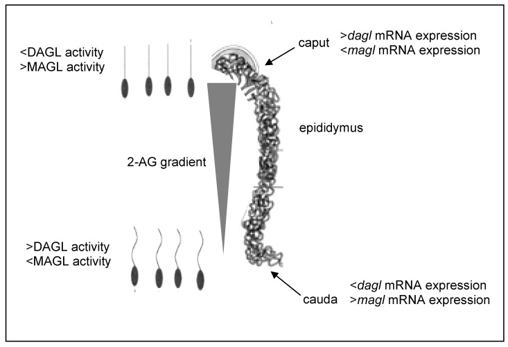 Treadmilling activity of MAGL in the cauda epididymis: high magl expression in the epididymis drives the 2-AG passage from actively biosynthesising cauda SPZ to epididymal epithelial cells, determining the 2-AG gradient.