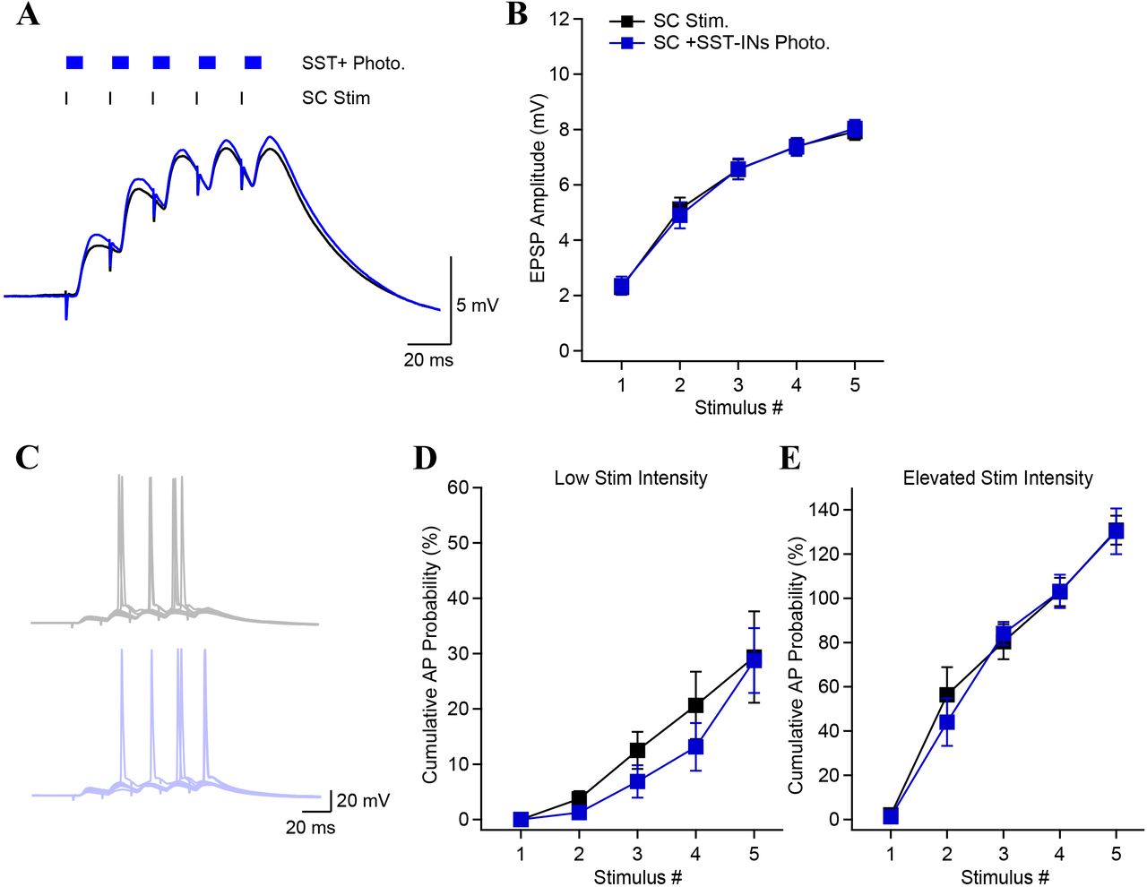 On demand SST-INs recruitment does not affect synaptic potential amplitudeA, Synaptic potentials evoked by SC stimulation, with and without concomitant optogenetic activation of SST-INs. B, EPSP amplitude as a function of stimulus number in control condition and during photostimulation of SST-INs. Unlike PV-INs photostimulation, SST-INs photoactivation did not decrease the EPSP amplitudes. C, Action potentials recorded from a CA1-PYR evoked by SC stimulation (10 consecutive sweeps) in absence (black) and with photostimulation (blue). D, E, Photostimulation of SST-INs had no effect on the cumulative AP probability during brief burst stimulation. This was observed under conditions of low (D) and high (E) stimulation intensity.