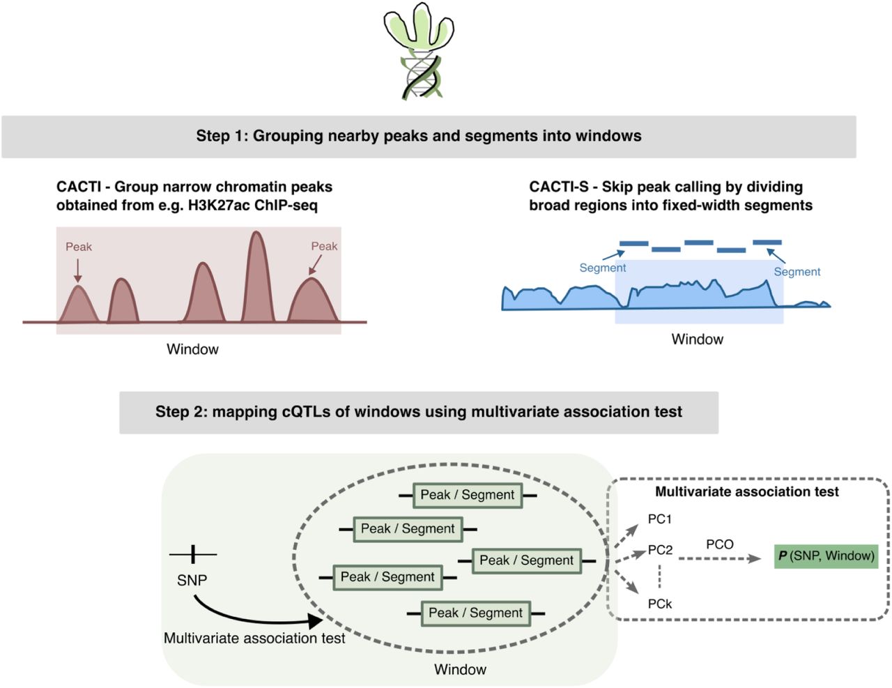 Overview of CACTI.CACTI identifies cQTLs by jointly modeling physically adjacent and correlated regulatory signals within fixed-width genomic windows. The method consists of two main steps. Step 1: nearby correlated chromatin modification or accessibility peaks are grouped into non-overlapping windows using a fixed-width window strategy. For histone marks where peak calling is unreliable, we apply a segment-based strategy, CACTI-S, which partitions regulatory regions into fixed-width segments and groups these segments into windows, thereby avoiding reliance on peak calling. Step 2: within each window, correlated peaks/segments are decomposed into principal components (PCs), and genetic association is tested using the PC-based omnibus (PCO) test to combine signals across components.