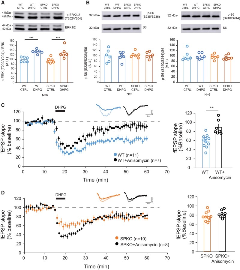 Hippocampal mGluR-LTD is protein synthesis independent in SPKO mice. A) Representative immunoblot and quantification of phosphorylated ERK1/2 normalized to total ERK1/2 in WT and SPKO slices with or without DHPG treatment (100 μM, 5 min). Mean ± SEM: WT Ctrl = 100.0% ± 4.3, WT + DHPG = 134.2% ± 3.5, SPKO Ctrl = 96.6% ± 4.8, SPKO + DHPG = 129.1% ± 9.4, P < 0.01 (two-way ANOVA with Sidak's test). B) Representative immunoblot and quantification of (left) S6 phosphorylated at S235/S236 and (right) at S240/S244 normalized to total S6 in WT and SPKO with or without DHPG treatment (100 μM, 5 min). Mean ± SEM p-S6 (S235/S236): WT Ctrl = 100.0% ± 9.5, WT + DHPG = 98.2% ± 6.9, SPKO Ctrl = 103.4% ± 4.4, SPKO + DHPG = 101.8% ± 4.8, P > 0.05 (two-way ANOVA with Sidak's test). Mean ± SEM p-S6 (S240/S244): WT Ctrl = 100.0% ± 8.0, WT + DHPG = 99.4% ± 4.5, SPKO Ctrl = 97.5% ± 4.2, SPKO + DHPG = 94.3% ± 3.5, P > 0.05 (two-way ANOVA with Sidak's test). C) (Left) Time course of normalized fEPSP in WT (n = 11 slices, N = 9 mice) and WT + Anisomycin (n = 7 slices, N = 3 mice). (Right) Quantification of average mGluR-LTD in the last 10 min of the recording. Mean ± SEM: WT = 59.1% ± 4.8, WT + Anisomycin = 89.0% ± 7.1, P < 0.001 (Mann–Whitney test). D) (Left) Time course of normalized fEPSP in SPKO (n = 10 slices, N = 7 mice) and SPKO + Anisomycin (n = 8 slices, N = 4 mice). (Right) Quantification of average mGluR-LTD in the last 10 min of the recording. Mean ± SEM: SPKO = 76.5% ± 4.4, SPKO + Anisomycin = 81.5% ± 3.9, P < 0.05 (Mann–Whitney test).