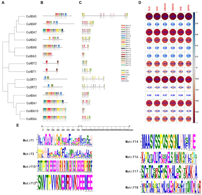 The gene structures and the distribution of conserved motifs of CsHDACs. (A) Construction of phylogenetic tree based on the full-length sequence of CsHDAC protein. (B) The distribution of the motifs of each CsHDAC protein. (C) The gene structure and distribution of the conserved domains of CsHDACs. Green boxes, unrelated area; yellow boxes, exons; black lines, introns; pink boxes, HDAC domains; blue boxes; blue boxes, NPL domains; red box, zinc finger domain; and gray boxes, SIR2 domains. (D) Co-expression analysis of CsHDACs and key genes in the cannabinoid synthesis pathway. (E) The sequence information for representative motifs.