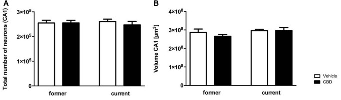 Prolonged CBD treatment does not affect hippocampal neuron numbers and volumes in C57BL/6J mice. The CA1 region was counted from Bregma −1.34 mm to −3.80 mm. Former as well as current CBD treatment had no influence on the total number of neurons in the CA1 region (A). The CA1 volumes of the CBD and vehicle-treated mice in the former and the current group did not differ significantly (B). One-way ANOVA (A,B); n = 9–11. All data presented as mean ± SEM.