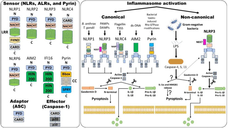 Inflammasome assembly and activation pathways. An inflammasome consists of three proteins: sensor, adaptor, and effector. Please note that NLRP3 and NLRC4 require NIMA (Never in Mitosis Gene A)-related Kinase 7 (NEK7) and NLR family apoptosis inhibitory protein (NAIP), respectively, for activation. Canonical inflammasome activation results in the formation of active caspase-1 (activation) by removing caspase activation and recruitment domain (CARD; processing). Active caspase-1 cleaves gasdermin D (GSDMD) and pro-interleukins into the N-terminal of GSDMD and mature interleukins, respectively. The N-terminal of GSDMD forms pores within the cell membrane, allowing mature IL-1β and IL-18 release along with changes in ion fluxes. Such caspase-1-dependent formation of plasma membrane pores releasing inflammatory intracellular materials resulting in cell lysis is termed pyroptosis. Alternatively, in non-canonical inflammasome activation, gram-negative bacteria release lipopolysaccharides (LPS) that activate caspase-4 and -5 in humans and caspase-11 in mice, which results in pyroptosis via several mechanisms. Firstly, GSDMD-mediated pyroptosis occurs as explained above and, secondly, activation of caspases leads to the release of IL-1α and high-mobility group box protein 1 (HMGB1) via unknown mechanisms, which results in pyroptosis. Caspase-4, -5, and -11 activation by LPS also indirectly activates the NLRP3 inflammasome, culminating in the maturation of IL-1β and IL-18 via activating caspase-1. Abbreviations: Nucleotide-binding domain (NBD) and leucine-rich-repeat-(LRR)-containing receptors (NLRs); Absent in melanoma 2 (AIM2)-like receptors (ALRs); pyrin domain (PYD); Caspase activation and recruitment domain (CARD); Nucleotide-binding and oligomerization or NAIP, CIITA, HET-E and TP1 (NACHT) domain; Apoptosis-associated speck-like protein containing CARD (ASC); Interferon-gamma inducible protein 16 (IFI-16); Function-to-find domain (FIIND); Coiled-coil (CC); Bacterial type III secretion system (T3SS); Hematopoietic interferon-inducible nuclear protein with 200 amino acids (HIN-200).