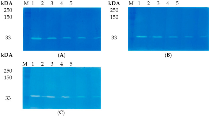 Zymographic analysis of recombinant LysAP45. PAGE (12.5%) containing 0.5 mg of peptidoglycans from S. aureus CEMTC 675 (A), S. haemolyticus CEMTC 3413 (B), and S. epidermidis CEMTC 2043 (C) stained with methylene blue. Lines: 1—LysAP45 (1.6 µg); 2—LysAP45 (0.8 µg); 3—LysAP45 (0.4 µg); 4—LysAP45 (0.2 µg); 4—LysAP45 (0.1 µg); M-protein ladder Precision Plus Protein™ Standards (Bio-Rad, Hercules, CA, USA).