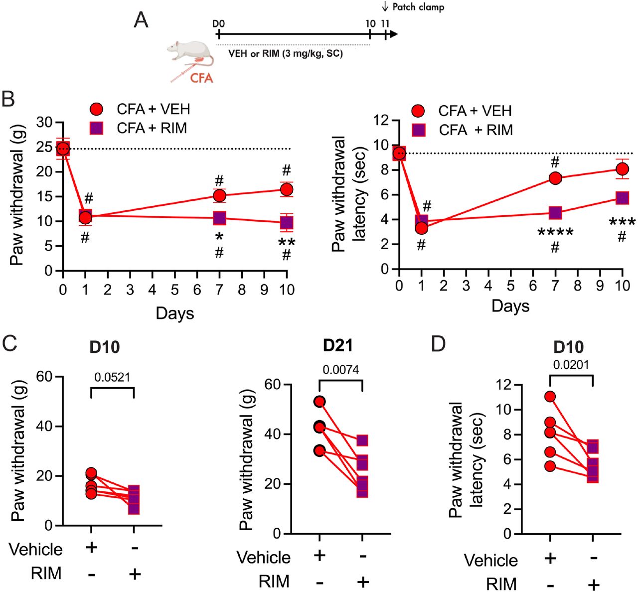 CB1R antagonist reverses eCB anti-hyperalgesia.A. Schematic showing daily injections (SC) of vehicle (VEH) or rimonabant (RIM: 3mg/kg) for 10 days after CFA injections into a hind-paw at D0. B. Behavioral measurements were made on Day 0 prior to CFA injection, and on days 7 and 10 one hour after injections. Von Frey: Two way RM ANOVA: Time X Treatment, F3,30 = 3.70, p = 0.022, Tukey’s multiple comparisons on graph, CFA compared to VEH, *p = 0.048, **p = 0.0043; # Compared to D0, p < 0.05. Hargreaves: Two way RM ANOVA: Interaction, F3,30 = 6.05, p = 0.0024, Tukey’s multiple comparisons on graph, CFA compared to VEH, ***p = 0.0007, ****p < 0.0001; # Compared to D0, p < 0.05. C. Rats treated with CFA/VEH injections received a single injection of RIM (3 mg/kg, SC) on Day 10 and behaviors were tested 30 minutes after RIM injection (Von Frey: paired t-test: t5 = 2.54, p = 0.0521). A different group of animals were treated with CFA for 21 days and tested with VEH followed by RIM (3 mg/kg, SC; Von Frey: One way RM ANOVA, F2,11 =8.164, p = 0.0067, Tukey’s multiple comparisons on graph; only post-VEH and post-CFA are shown on graph as VEH had no effect from baseline, p = 0.61). D. Thermal thresholds were significantly decreased by RIM on D10 (Hargreaves: paired t-test: t5 = 3.36, p = 0.020). The within-rat response is denoted by a line.