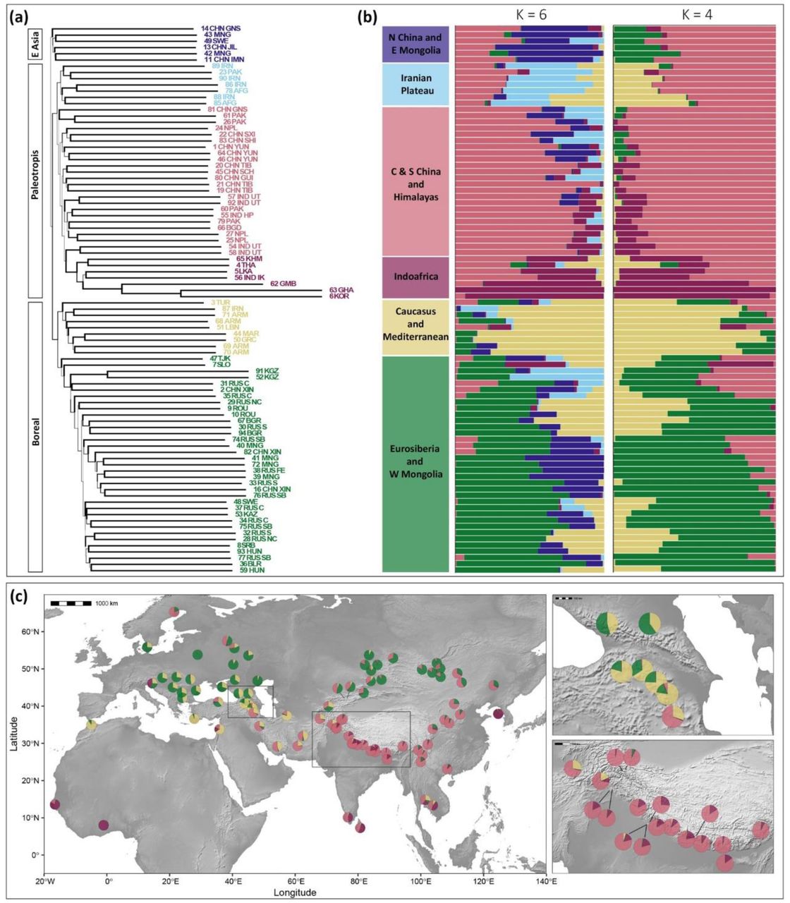 Phylogenomic and population genomic analyses reveal the complex genetic structure of Cannabis sativa (a) ASTRAL-III nuclear species tree (for topology with the outgroup see Supp. Fig. S1) inferred from 345 ML gene trees (estimated with IQ-TREE2 from filtered MAFFT alignments), showing three main groups (E Asia, Paleotropis, and Boreal) subdivided into six subgroups matching the geographic distribution of the samples analysed (only the 88 highest-quality samples shown). Branch thickness in the species tree is proportional to support measured as local posterior probabilities (LPP), and branch length is shown in coalescent units. (b) Admixture plots estimated in STRUCTURE from 2,875 (filtered and unlinked) SNPs called from the same 345 nuclear ortholog targets used to estimate the species tree. We show genetic admixture plots for the two most likely clustering scenarios (K = 4 and K = 6, as per ΔK statistic values). (c) Geographic distribution of samples coloured for K=4, with two insets zooming into the Caucasus and the Himalayas. The map was made with Natural Earth (Free vector and raster map data @ naturalearthdata.com).