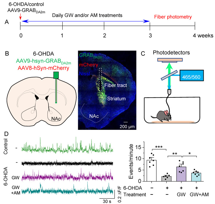 GW ameliorated the in vivo reduction in spontaneous dopamine transients in the NAc. (A) Timeline of intra-striatal injection of 6-OHDA, AAV9-GRABDA2m and AAV8-mCherry, drug treatments, and fiber photometry recording. (B) Diagram showing targeting of AAV and cannula implant to the NAc (left) and a representative post hoc validation of AAV expression and optic fiber position (right). (C) Schematic demonstrating the path of excitation LEDs and reporter emission signals during fiber photometry recording. (D) Left, representative traces of GRABDA2m ΔF/F in the NAc of mice in control and treatment groups. Intra-striatal 6-OHDA injections significantly decreased the number of events/min relative to control injections (*** p < 0.001; n = 6–7 mice). Right, chronic treatment with GW treatment mitigated the decrease in dopamine event frequency by 6-OHDA (** p = 0.001; n = 6–7 mice). The effect of GW was blocked by co-treatment with AM (* p = 0.032; n = 7–7 mice).