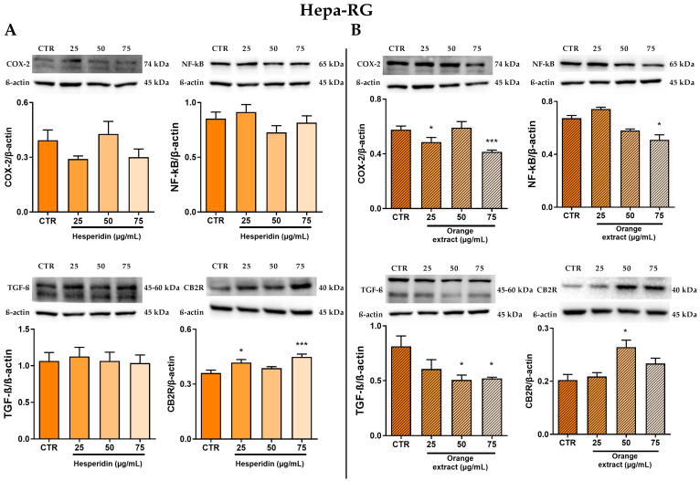 Effect of HE (A) and OE (B) on COX-2, NF-κB p65, TGF-β, and CB2R protein expressions in Hepa-RG cells was measured by Western blot, and β-actin was used as a loading control. Representative Western blot bands are shown below. All data reported in each panel are expressed as the mean ± SEM from three independent experiments, where * p ≤ 0.033 and *** p < 0.0002 by the Kruskal–Wallis test corrected for multiple comparison by Dunn’s test.