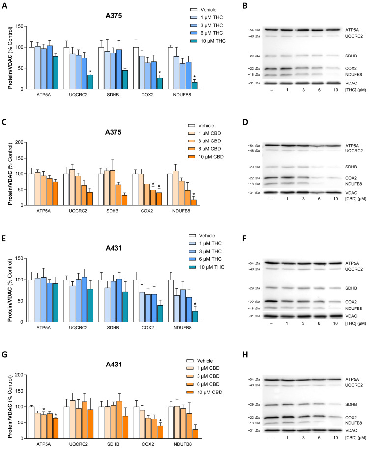 Effect of THC and CBD on the concentrations of subunits of mitochondrial respiratory chain complexes of A375 (A–D) and A431 cells (E–H). The cells were treated with the indicated concentrations of THC or CBD for 24 h. Thereafter, the corresponding proteins in the mitochondrial fractions were determined using Western blot analysis. The values given in the bar charts are based on densitometric analyses of the blots. Mitochondrial proteins were normalized to VDAC. All percentage values shown refer to the respective vehicle control, which was set to 100%. The blots shown are representative. In (B) the same VDAC blot is shown as in Figure 9A, in (D) as in Figure 8B, and in (H) as in Figure 9D, as the same membranes were stripped and reprobed for different target proteines. The data are mean values ± SEM of n = 4 independent experiments. * p ≤ 0.05 vs. corresponding vehicle control; one-way ANOVA with Dunnett’s post hoc test.
