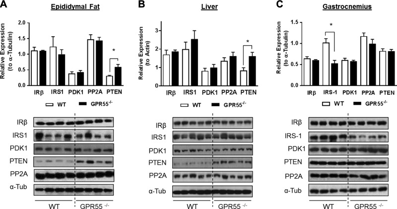 Effects of GPR55 deficiency upon key modulators of insulin signaling. Lysates prepared from epididymal fat tissue (A), liver (B), and gastrocnemius muscle (C) in WT and GPR55−/− mice were immunoblotted using the antibodies against IRβ (insulin receptor β subunit), IRS-1, PDK1, protein phosphatase 2A (PP2A), and PTEN. Values presented are the means ± sem from 4 individual animals (n = 5 for liver samples). *P < 0.05.