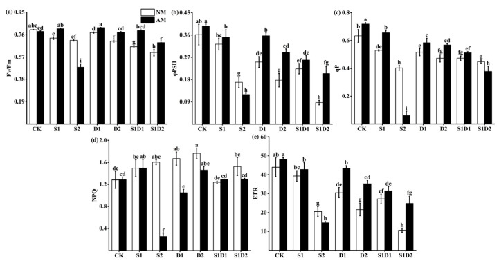 Fv/Fm (a), PS(II) (b), qP (c), NPQ (d), and ETR (e) content of hemp under salt and drought stresses. Bars indicate mean ± S.E. Different letters indicate significant differences between hemp with and without AMF under each treatment.