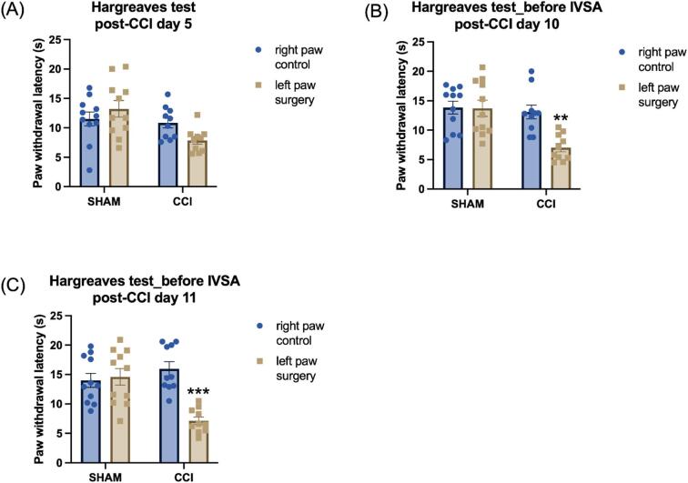 Paw withdrawal latencies are reduced in the Hargreaves test following CCI surgery. Thermal withdrawal latencies were measured in sham control and CCI rats on post-CCI day 5 (A), prior to the fourth (B, post-CCI day 10) and fifth (C, post-CCI day 11) baseline oxycodone self-administration sessions. Asterisks indicate lower paw withdrawal latencies in the ipsilateral (surgery) paw compared to the contralateral (control) paw in CCI rats, indicating increased thermal sensitivity in the Hargreaves test. **, P < 0.01; ***, P < 0.001. Sham, N = 11; CCI N = 10. Data are presented as mean ± SEM.