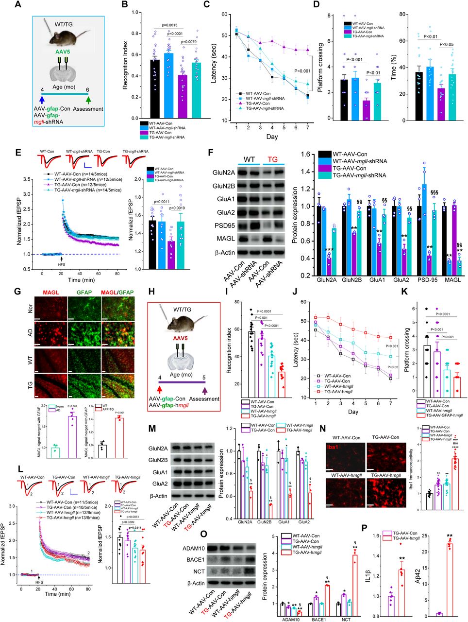 Silencing astrocytic MAGL produces protection, whereas its overexpressing exacerbates neuropathology and accelerates synaptic and cognitive decline in TG mice. (A) Schematic illustration of the protocol for AAV-mgll-shRNA injection. (B) NOR test in WT and TG mice injected with AAV-Con or AAV-mgll-shRNA. Data presented as mean ± SEM (ANOVA with Bonferroni post-hoc test, n=16∼20 animals/group). (C) Learning acquisition in the MWM test. The data are presented as mean ± SEM (Repeated measures ANOVA, n=14∼19 animals/group). (D) Probe test performed 24 hours after 7 days of hidden platform training. Data are presented as mean ± SEM (ANOVA with Bonferroni post-hoc test). (E) LTP at hippocampal CA3-CA1 synapses recorded from WT and TG mice treated with AAV-Con or AAV-mgll-shRNA. Data are presented as mean ± SEM (ANOVA with Bonferroni post-hoc test, n=5 animals/group). (F) Immunoblot analysis of hippocampal expression of glutamate receptor subunits and PSD-95. Data are presented as mean ± SEM. **P<0.01, ***P<0.001 vs WT-AAV-Con, §§P<0.01, §§§P<0.001 vs TG-AAV-Con (Kruskal-Wallis test with Dunn’s post hoc test for multiple comparisons, n=4 animals/group). (G) Immunostaining of MAGL and GFAP in the hippocampus of AD patients and TG mice. Data are presented as mean ± SEM (Student’s t-test, n=5 subjects/animals/group). Scale bars: 20 µm. (H) Schematic illustration of the protocol for AAV-hmgll overexpression. (I) NOR test in WT and TG mice injected with AAV-Con or AAV-hmgll. Data presented as mean ± SEM (ANOVA with Bonferroni post-hoc test, n=14∼17 animals/group). (J) Learning acquisition in the MWM test. Data are presented as mean ± SEM (Repeated measures ANOVA). (K) The probe test. The data are presented as mean ± SEM (ANOVA with Bonferroni post-hoc test, n=14∼17 animals/group). (L) LTP at hippocampal CA3-CA1 synapses recorded from WT and TG mice injected with AAV-Con or AAV-hmgll. Data are presented as mean ± SEM (ANOVA with Bonferroni post-hoc test, n=5∼6 animals/group). (M) Immunoblot analysis of hippocampal expression of glutamate receptor subunits. Data are presented as mean ± SEM. *P<0.05, **P<0.01 vs WT-AAV-Con, §P<0.05 vs TG-AAV-Con (Kruskal-Wallis test with Dunn’s post hoc test for multiple comparisons, n=4∼5 animals/group). (N) Immunostaining of microglial reactivity in the hippocampus of the animals overexpressing human MAGL. Data are presented as mean ± SEM (ANOVA with Bonferroni post-hoc test, n=5 animals/group). Scale bars: 40 µm. (O) Immunoblot analysis of hippocampal expression of Aβ-processing enzymes. Data are presented as mean ± SEM. *P<0.05, **P<0.01 vs WT-AAV-Con, §P<0.05 vs TG-AAV-Con (Kruskal-Wallis test with Dunn’s post hoc test for multiple comparisons, n=3∼4 animals/group). (P) ELISA analysis of hippocampal expression of IL-1β and Aβ42 levels. Data are presented as mean ± SEM. **P<0.01 vs TG-AAV-Con (Mann-Whitney test, n=6 animals/group).