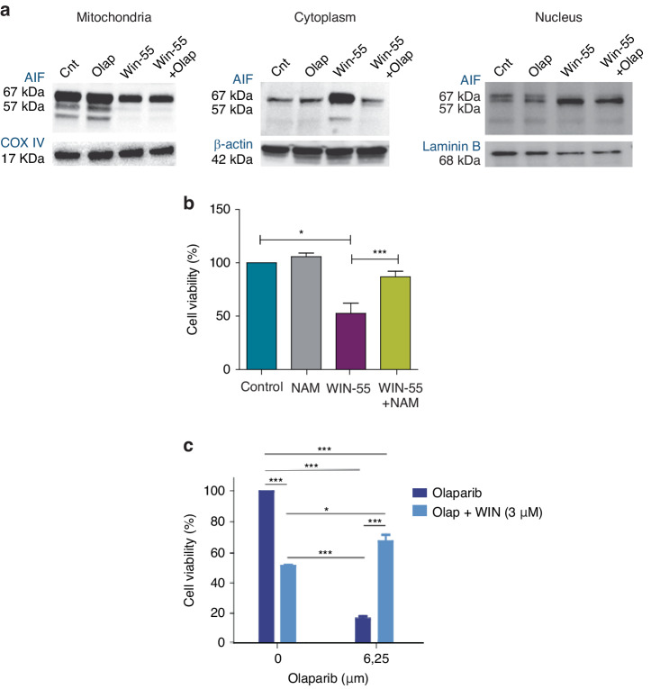Parthanatos is involved in cytotoxic effect of WIN-55.a Western blotting analysis of AIF total protein fraction. HL60 cells were incubated 6 h with 10 µM Olaparib, 50 µM WIN-55 or both for the indicated time period (n = 3). b Cell viability measured by Cell Counting Kit-8 after incubation of nicotinamide (NAM) alone or in combination with WIN-55 for 18 h. Cell viability was assessed for U937 cells after 18 h incubation with nicotinamide (NAM) alone or in combination with 100 µM of WIN-55 treatment. Data are provided as mean ± SD of n = 3. Statistically significant differences were determined by Student’s t tests: *p < 0.05 and ***p ≤ 0.0005. c Cell viability measured by Cell Counting Kit-8 for eHAP cells after 48 h of incubation with Olaparib alone or in combination with 3 and 5 µM treatment with WIN-55. Data are given as mean ± SD of n = 3.