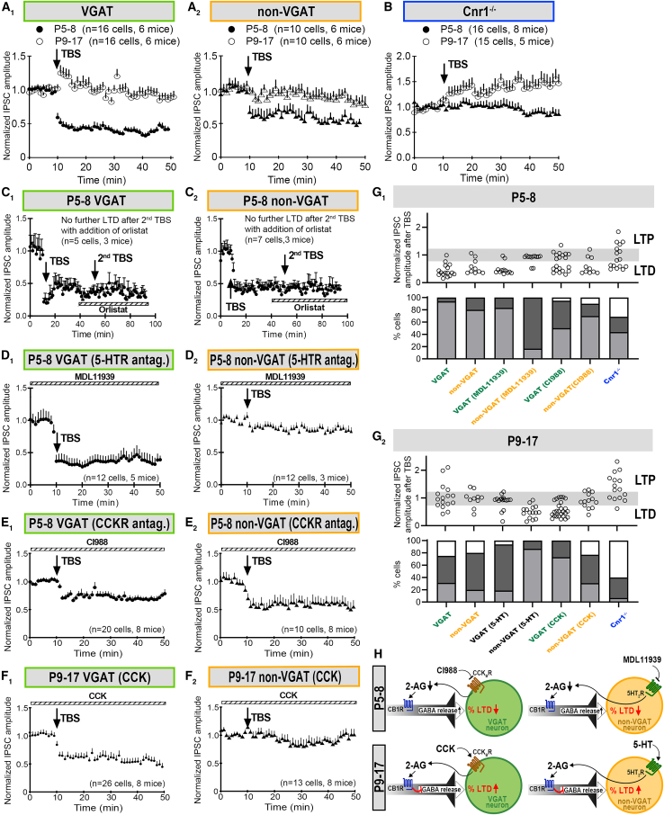 Distinct triggers for eCB-mediated LTDGABA at inhibitory and excitatory neurons in VN(A) In P5–8 VGAT mice (filled circles), the majority of sampled VGAT (A1, 40%) and non-VGAT neurons (A2, 80%) in the MVN showed LTDGABA after TBS. While at P9–17 (open circles), the majority of neurons showing no change in response amplitude after TBS (A2).(B) Cnr1−/− mice had higher percentage of LTP-expressing MVN neurons at both P5–8 (filled triangles, p = 0.001), but the difference was no longer significant at P9–17 (open circles, p = 0.067) compared with VGAT-Venus mice.(C) In P5–8 mice, LTDGABA-expressing neurons in both VGAT (C1) and non-VGAT (C2) populations could not be induced to express LTDGABA with a second TBS after the bath addition of Orlistat.(D) Bath addition of MDL11939 (a 5HT2AR antagonist) to P5–8 brain slices did not affect LTDGABA in VGAT neurons in the MVN (p = 0.560) (D1). However, the percentage of LTD-expressing non-VGAT cells was significantly decreased to 17% (p = 0.008) after the bath addition of MDL11939 (D2).(E1) With the bath addition of CI988 (a CCKBR antagonist) to P5–8 slices, the percentage of LTDGABA-expressing VGAT neurons in the MVN decreased to 50% (p = 0.009 vs. P5–8 control).(E2) Such treatment did not significantly reduce the percentage of LTDGABA-expressing non-VGAT neurons in the MVN (70%, p = 0.293).(F1) With the bath addition of CCK to P9–17 slices, the percentage of LTDGABA-expressing VGAT neurons in the MVN was increased to 73% (p = 0.004 vs. P9–17 control).(F2) On the other hand, the percentage of non-VGAT neurons responding to TBS with LTDGABA remained similar to controls at 31% (p = 0.857).(G1,2) Bar charts summarizing PSCGABA amplitudes of each recorded cell and percentages of MVN neurons showing the response described above for P5–8 (F1) and P9–17 (F2) VGAT-Venus and Cnr1−/− mice.(H) Schematic diagram showing differential control of eCB-mediated LTDGABA by CCKBR and 5HT2AR at VGAT and non-VGAT neurons in the P5–8 and P9–17 MVN. Mean ± SEM are shown. Fischer’s exact test with Bonferroni’s correction for multiple measurements was used to compared response profiles to TBS between various treatment groups.